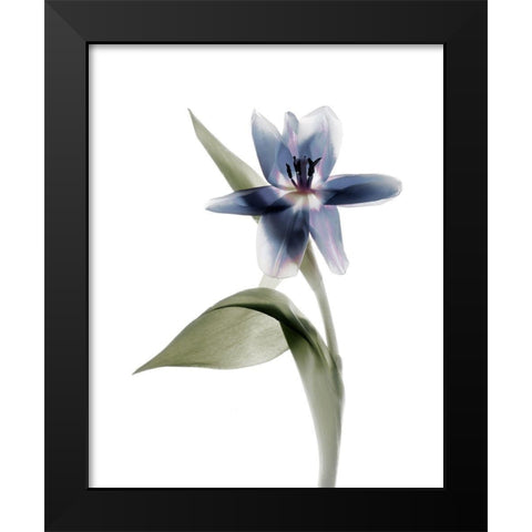 Xray Tulip VII Black Modern Wood Framed Art Print by Stalus, Judy