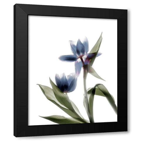 Xray Tulip VIII Black Modern Wood Framed Art Print with Double Matting by Stalus, Judy