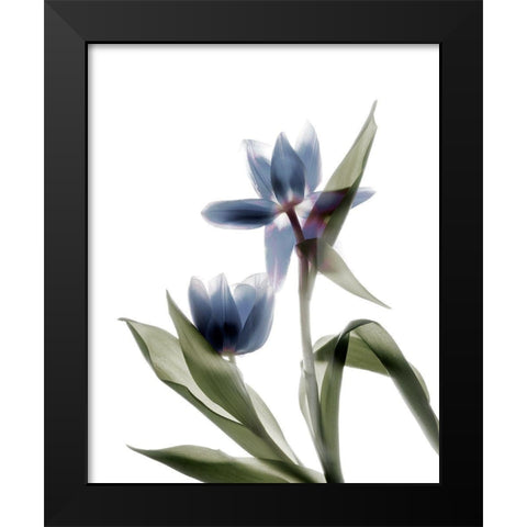 Xray Tulip VIII Black Modern Wood Framed Art Print by Stalus, Judy