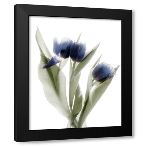 Xray Tulip IX Black Modern Wood Framed Art Print by Stalus, Judy