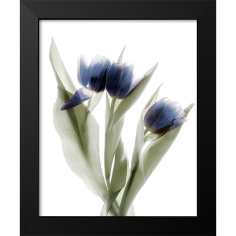 Xray Tulip IX Black Modern Wood Framed Art Print by Stalus, Judy