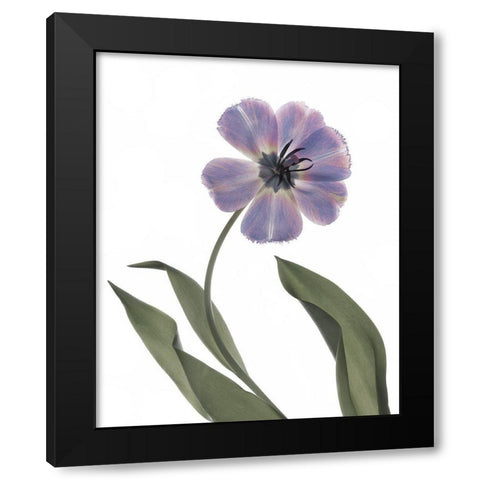 Xray Tulip X Black Modern Wood Framed Art Print by Stalus, Judy