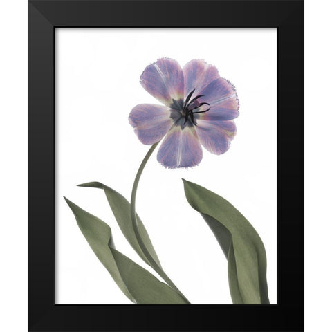 Xray Tulip X Black Modern Wood Framed Art Print by Stalus, Judy