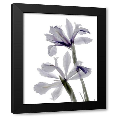 Xray Iris Black Modern Wood Framed Art Print with Double Matting by Stalus, Judy