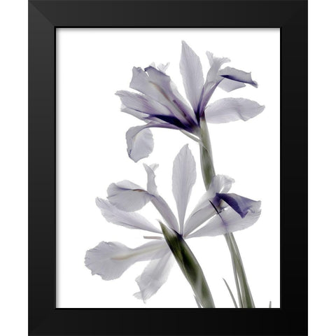 Xray Iris Black Modern Wood Framed Art Print by Stalus, Judy