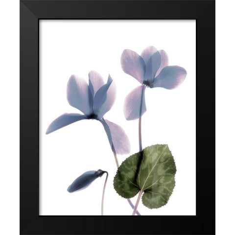 Xray Cyclamen Black Modern Wood Framed Art Print by Stalus, Judy