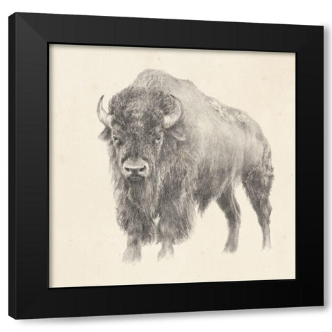 Western Bison Study Black Modern Wood Framed Art Print by Harper, Ethan