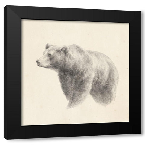 Western Bear Study Black Modern Wood Framed Art Print by Harper, Ethan