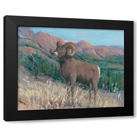 Animals of the West IV Black Modern Wood Framed Art Print by OToole, Tim