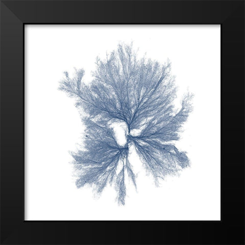 Navy Seaweed III Black Modern Wood Framed Art Print by Vision Studio