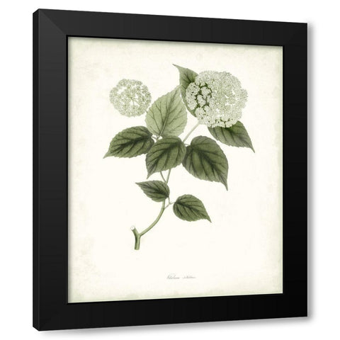 Sage Botanical I Black Modern Wood Framed Art Print with Double Matting by Vision Studio