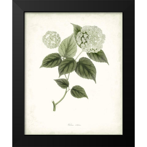 Sage Botanical I Black Modern Wood Framed Art Print by Vision Studio