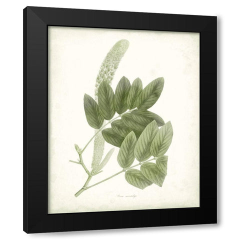 Sage Botanical IV Black Modern Wood Framed Art Print by Vision Studio