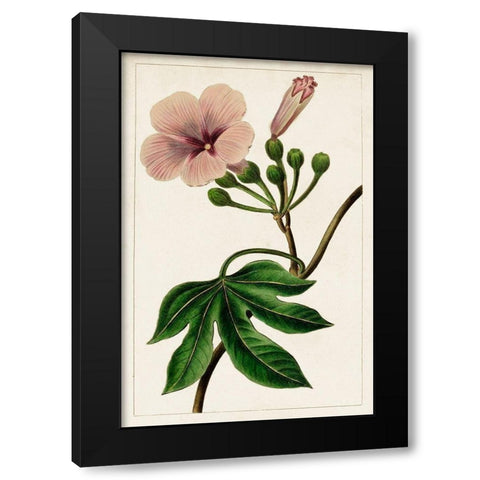 Mauve Botanicals I Black Modern Wood Framed Art Print with Double Matting by Unknown