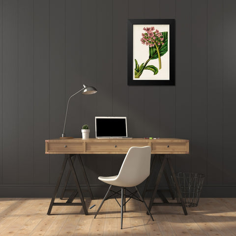 Mauve Botanicals II Black Modern Wood Framed Art Print by Unknown