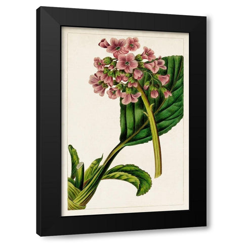 Mauve Botanicals II Black Modern Wood Framed Art Print with Double Matting by Unknown