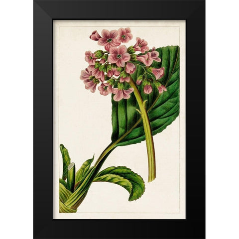 Mauve Botanicals II Black Modern Wood Framed Art Print by Unknown