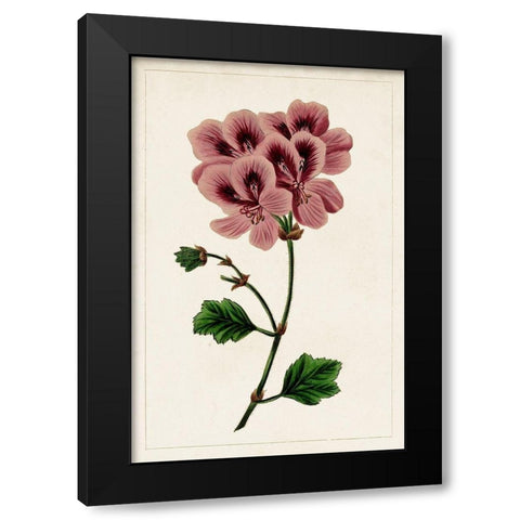 Mauve Botanicals III Black Modern Wood Framed Art Print by Unknown