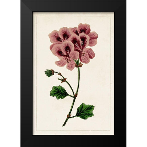 Mauve Botanicals III Black Modern Wood Framed Art Print by Unknown