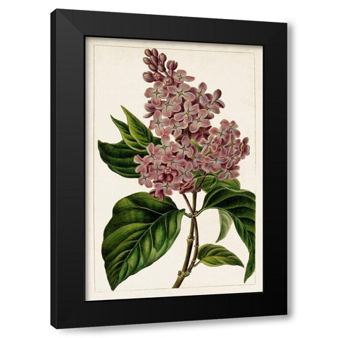 Mauve Botanicals IV Black Modern Wood Framed Art Print by Unknown