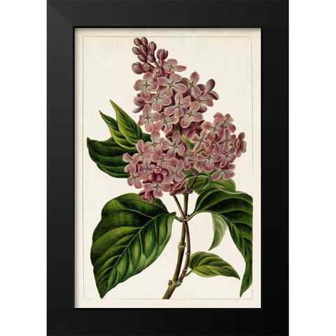 Mauve Botanicals IV Black Modern Wood Framed Art Print by Unknown