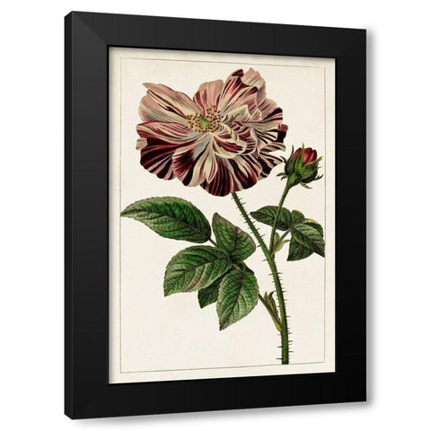 Mauve Botanicals V Black Modern Wood Framed Art Print by Unknown