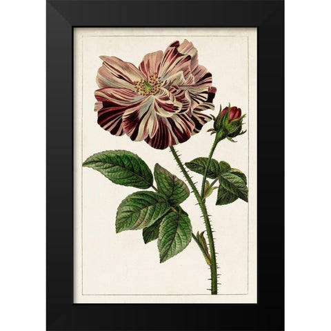 Mauve Botanicals V Black Modern Wood Framed Art Print by Unknown