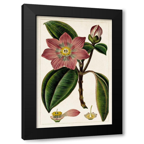 Mauve Botanicals VI Black Modern Wood Framed Art Print by Unknown