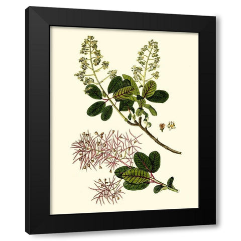 Olive Greenery I Black Modern Wood Framed Art Print with Double Matting by Unknown