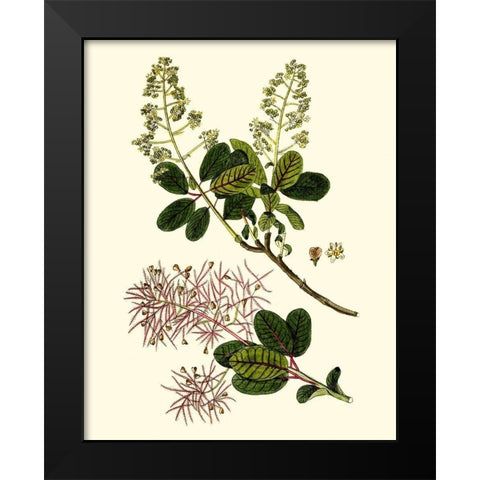 Olive Greenery I Black Modern Wood Framed Art Print by Unknown