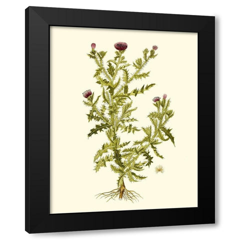 Olive Greenery II Black Modern Wood Framed Art Print by Unknown
