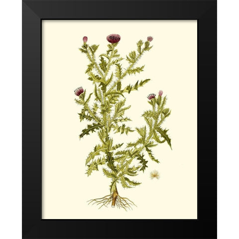 Olive Greenery II Black Modern Wood Framed Art Print by Unknown