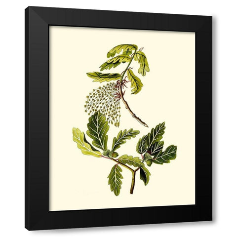Olive Greenery III Black Modern Wood Framed Art Print with Double Matting by Unknown