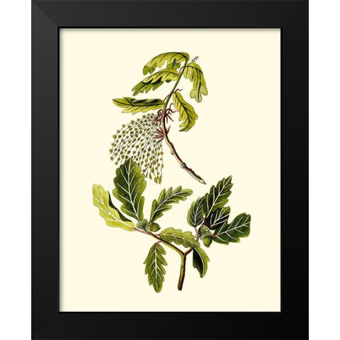 Olive Greenery III Black Modern Wood Framed Art Print by Unknown