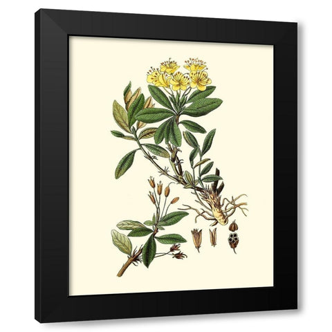 Olive Greenery IV Black Modern Wood Framed Art Print by Unknown