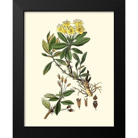 Olive Greenery IV Black Modern Wood Framed Art Print by Unknown