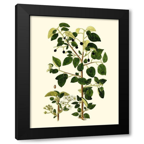 Olive Greenery V Black Modern Wood Framed Art Print with Double Matting by Unknown