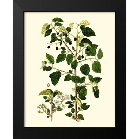 Olive Greenery V Black Modern Wood Framed Art Print by Unknown
