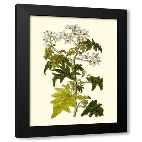 Olive Greenery VI Black Modern Wood Framed Art Print by Unknown