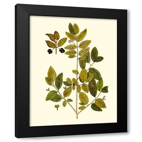 Olive Greenery VII Black Modern Wood Framed Art Print with Double Matting by Unknown