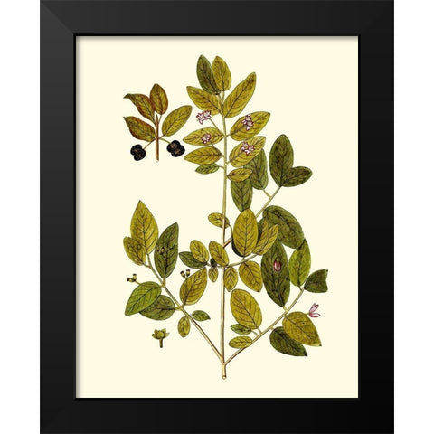 Olive Greenery VII Black Modern Wood Framed Art Print by Unknown