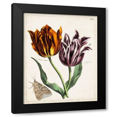 Tulip Classics I Black Modern Wood Framed Art Print with Double Matting by Unknown