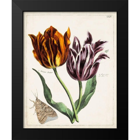 Tulip Classics I Black Modern Wood Framed Art Print by Unknown