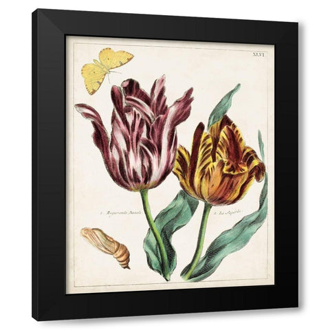 Tulip Classics II Black Modern Wood Framed Art Print with Double Matting by Unknown