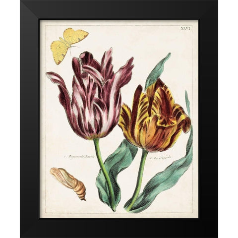 Tulip Classics II Black Modern Wood Framed Art Print by Unknown