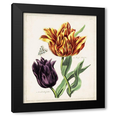 Tulip Classics III Black Modern Wood Framed Art Print with Double Matting by Unknown