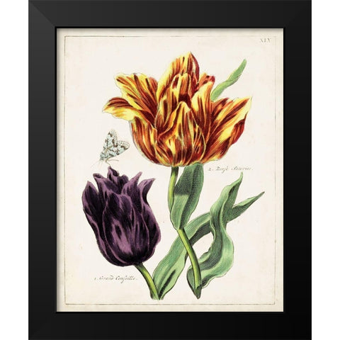 Tulip Classics III Black Modern Wood Framed Art Print by Unknown