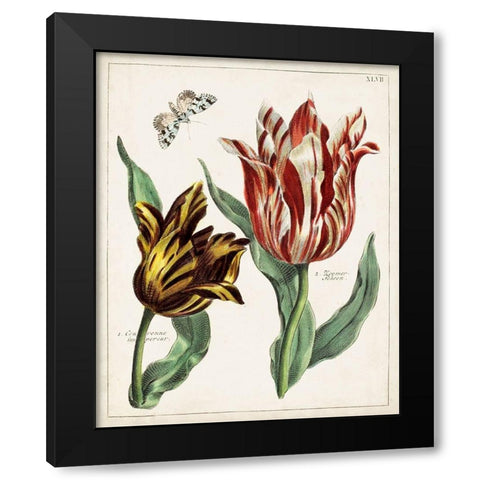 Tulip Classics IV Black Modern Wood Framed Art Print by Unknown