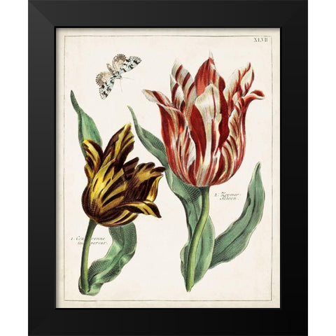 Tulip Classics IV Black Modern Wood Framed Art Print by Unknown
