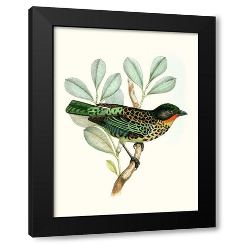 On Perch I Black Modern Wood Framed Art Print by Unknown